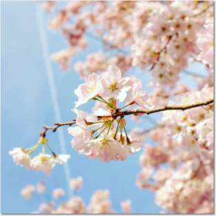 Cherry Blossom 8 Posters and Art